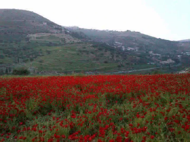 KADI ZOUINA