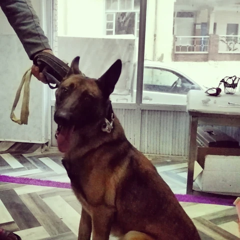 SAMVET