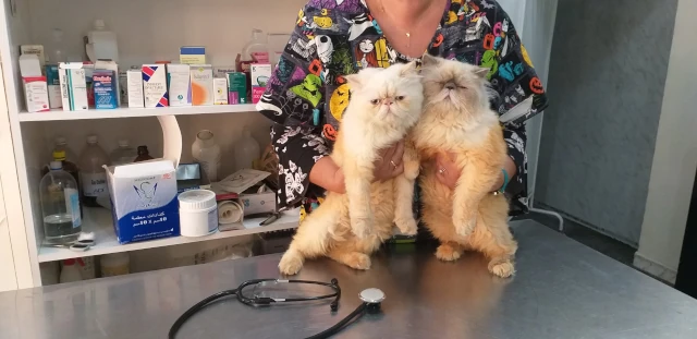 L'AMI DES ANIMAUX