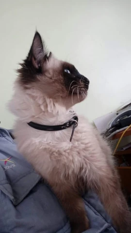 TIKJDA