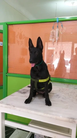 RAHMA ANIMAL
