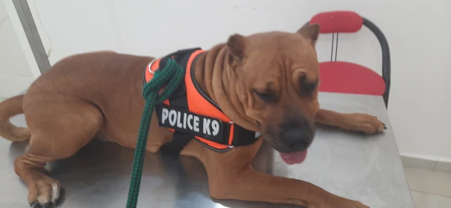 Docteur A TOUAZI  LE REFUGE DES QUATRE PATTES