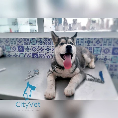 CITYVET