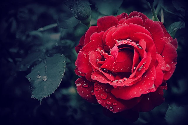 ROSE ROUGE