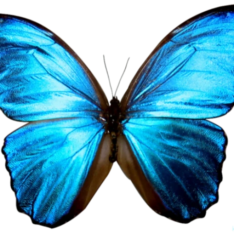 N YADI