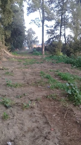 ZEMMOURI