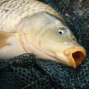 viremie-printaniere-de-la-carpe