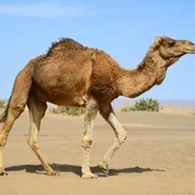 variole-des-camelides