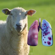 adenocarcinome-pulmonaire-ovin-adenomatose