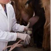 agalaxie-contagieuse