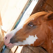 anemie-infectieuse-des-equides