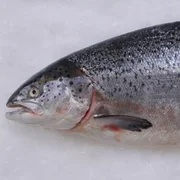 anemie-infectieuse-du-saumon