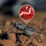 trypanosomoses-transmises-par-les-tsetse