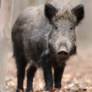 trichinellose-t-nelsonei-zimbabwei-and-papuae