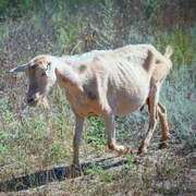 arthriteencephalite-caprine