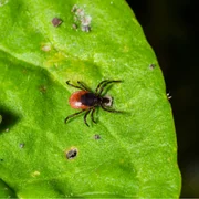 babesiose-apparition-nouvelle-ou-inhabituelle