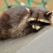 baylisascariose-b-procyonis