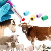 toxoplasmose-t-gondii