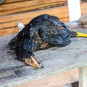 bronchite-infectieuse-aviaire