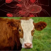 theileriose-apparition-nouvelle-ou-inhabituelle