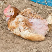 bursite-infectieuse-maladie-de-gumboro