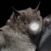 syndrome-du-nez-blanc-chez-les-chauvessouris