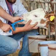 campylobacteriose-c-jejuni-et-c-coli