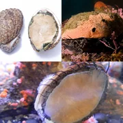 syndrome-de-latrophie-du-pied-des-ormeaux-xenohaliotis-californiensis