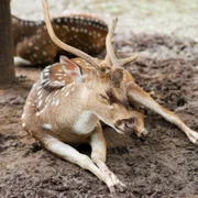 stomatite-vesiculeuse