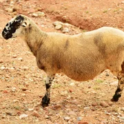 salmonellose-s-enterica-all-serovars