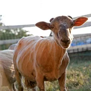 salmonellose-s-abortusovis