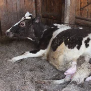 vulvovaginite-pustuleuse-infectieuse