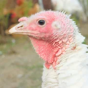 rhinotracheite-de-la-dinde