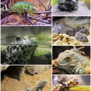 ranavirose-animaux-sauvages