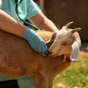 pleuropneumonie-contagieuse-caprine