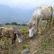 piroplasmoses-equines