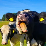 dermatose-nodulaire-contagieuse