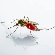 encephalite-japonaise