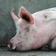 encephalomyelite-a-teschovirus