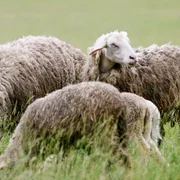 peste-des-petits-ruminants