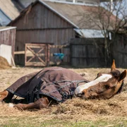 encephalomyelite-equine