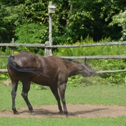 encephalomyelite-equine-venezuelienne