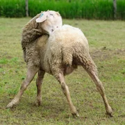 encephalomyelite-ovine-louping-ill