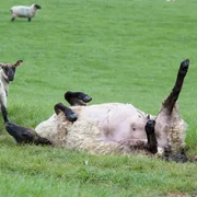 encephalomyocardite-virale