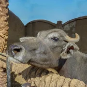 peripneumonie-contagieuse-bovine-ppcb