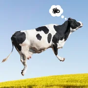 encephalopathie-spongiforme-bovine