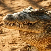 papillomatose-des-crocodiles