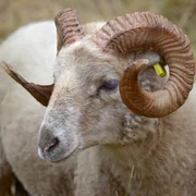 epididymite-ovine-brucella-ovis