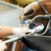 epizootic-lymphangitis