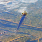 necrose-hypodermique-et-hematopoietique-infectieuse